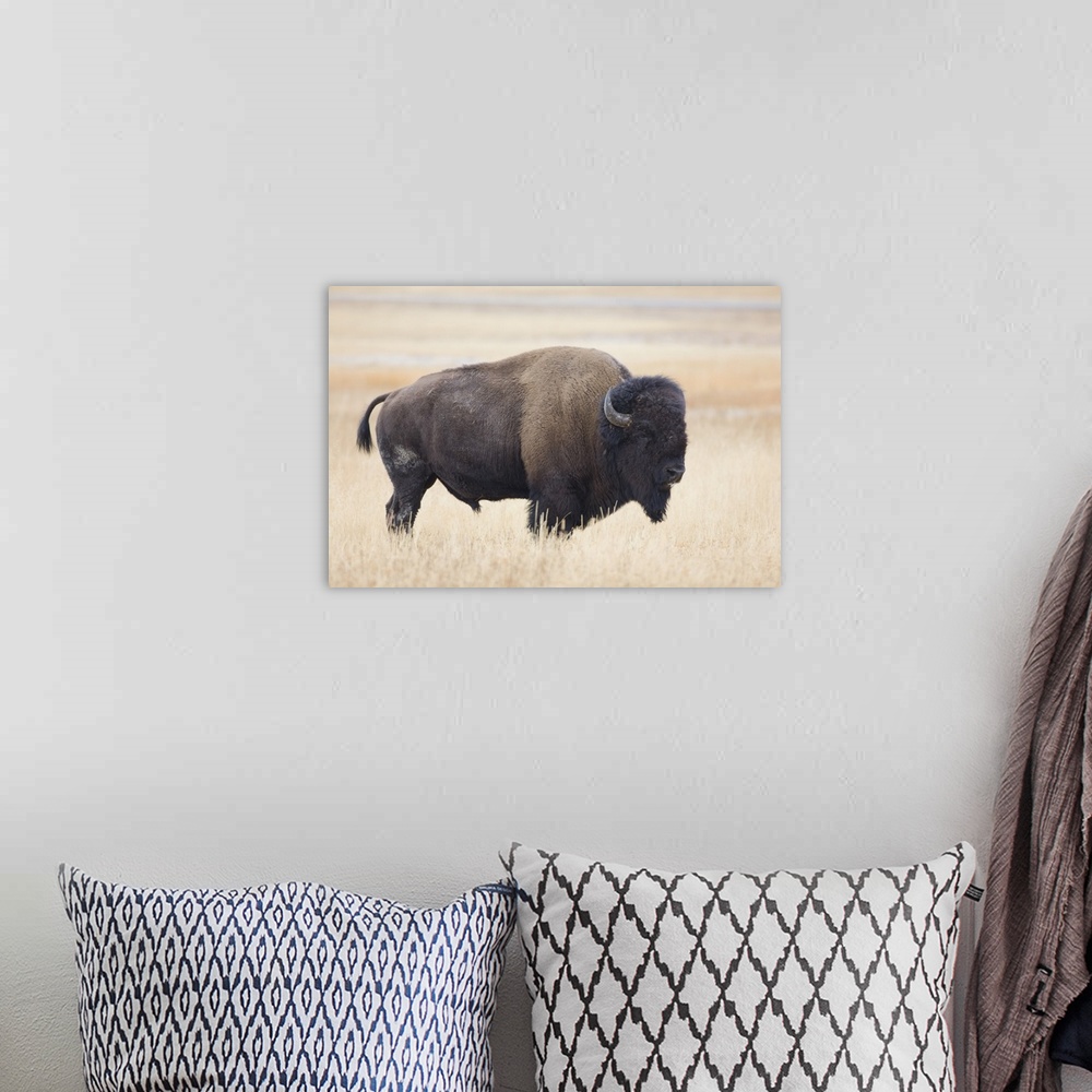 A bohemian room featuring Wyoming, Yellowstone National Park, Bison bull (Bison bison), in the Lamar Valley.