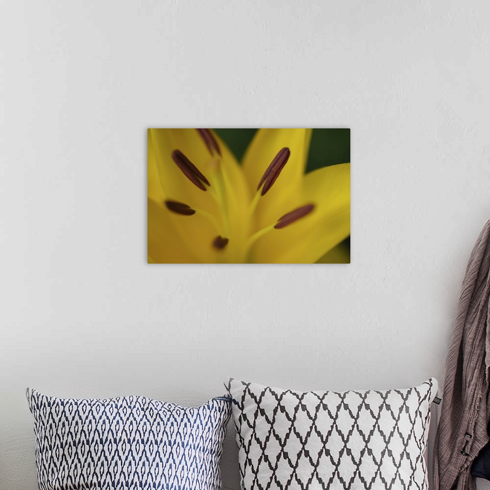 A bohemian room featuring Yellow daylily flower close-up