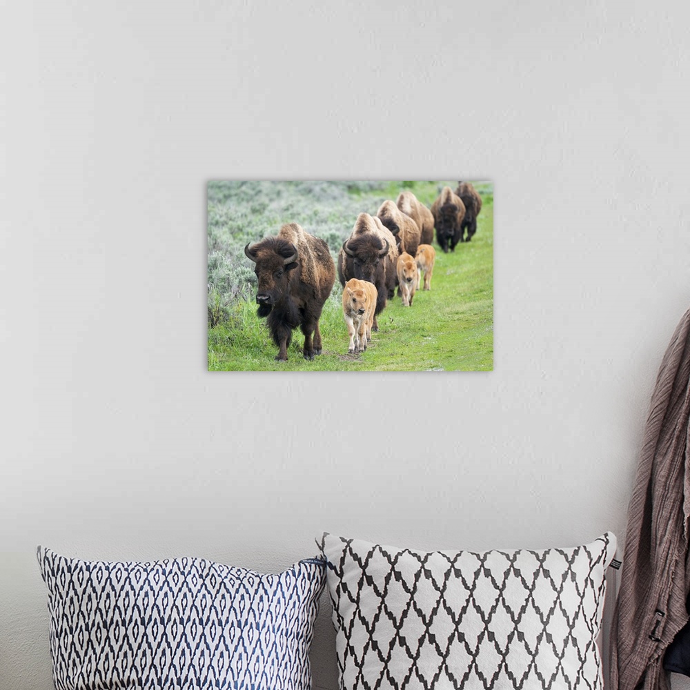 A bohemian room featuring Yellowstone National Park. A group of bison cows with their calves move in a long line.