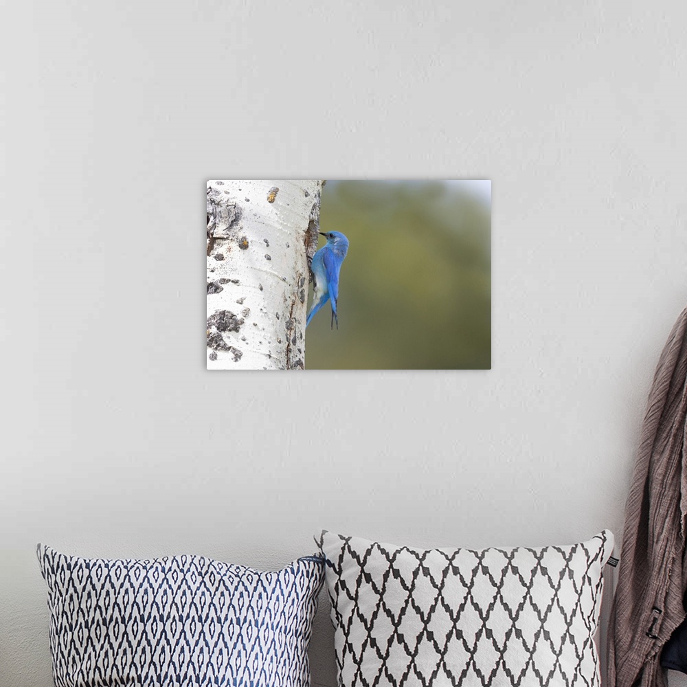 A bohemian room featuring Yellowstone National Park, a male mountain bluebird perching at its nest hole.