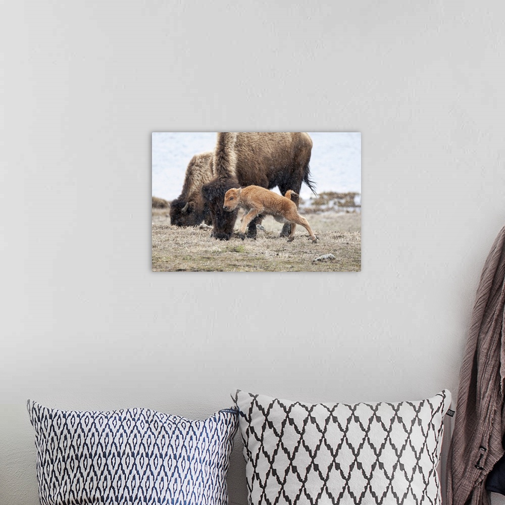 A bohemian room featuring Yellowstone National Park. American bison calf runs and playing in the snow squall.