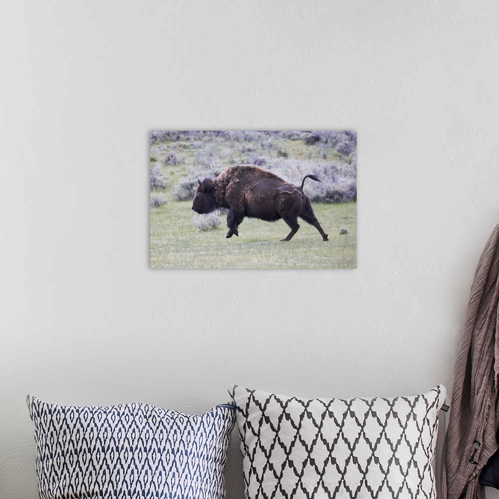 A bohemian room featuring Yellowstone National Park. An American bison cow acts in a frenzied manner.