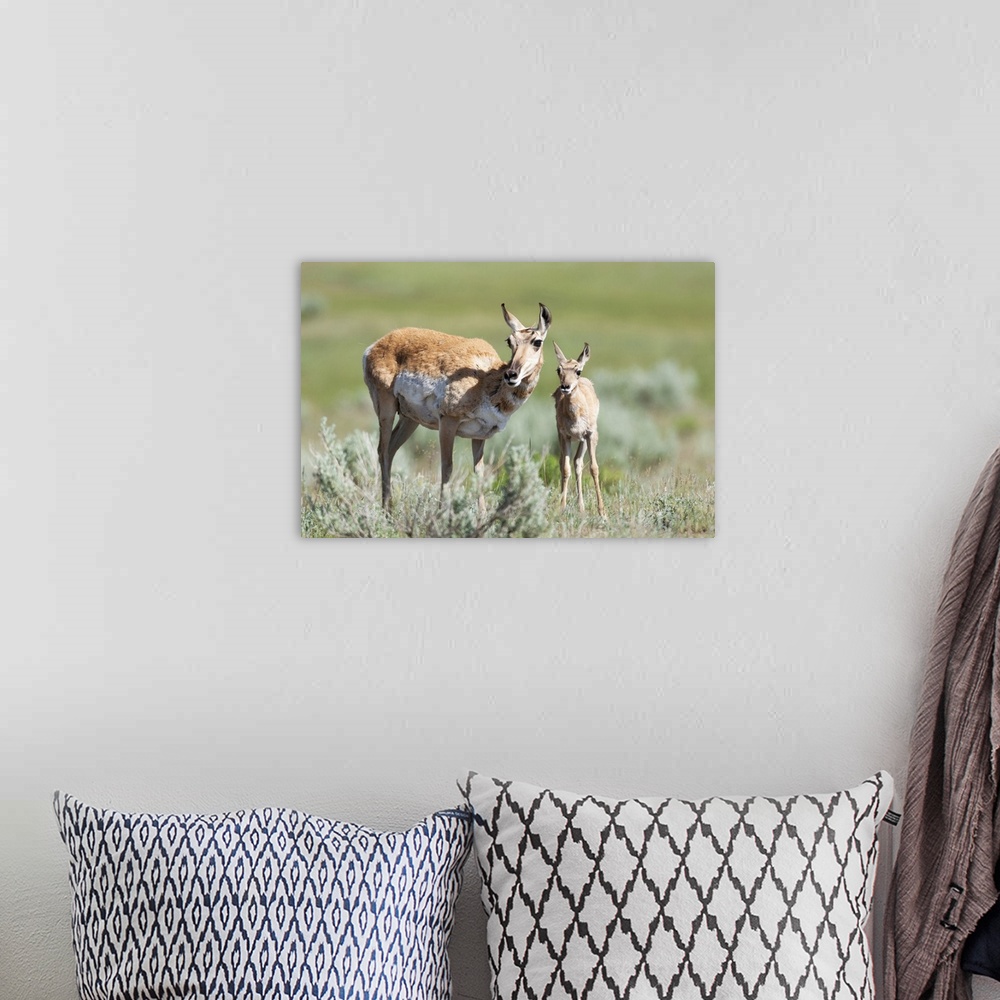 A bohemian room featuring Yellowstone National Park, female pronghorn antelope standing next to her fawn.