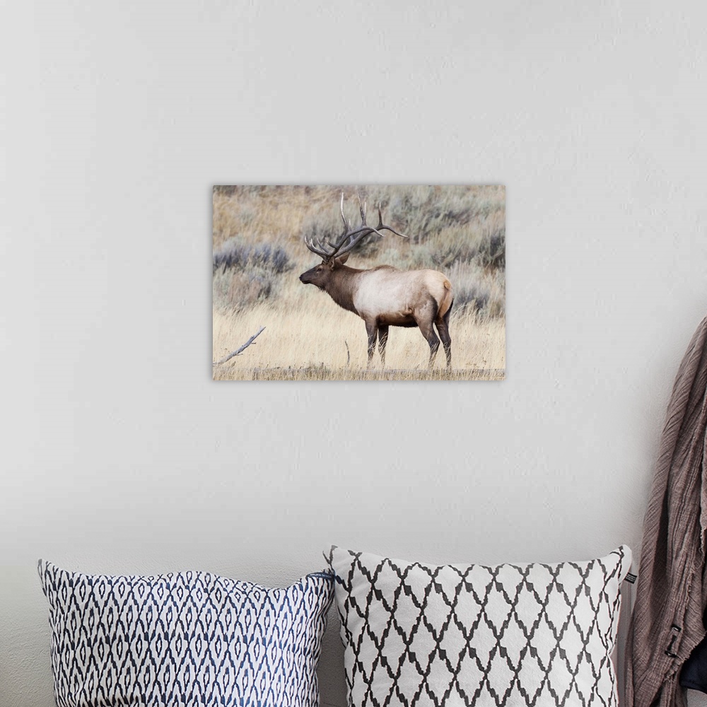 A bohemian room featuring Yellowstone National Park, portrait of a bull elk with a large rack.