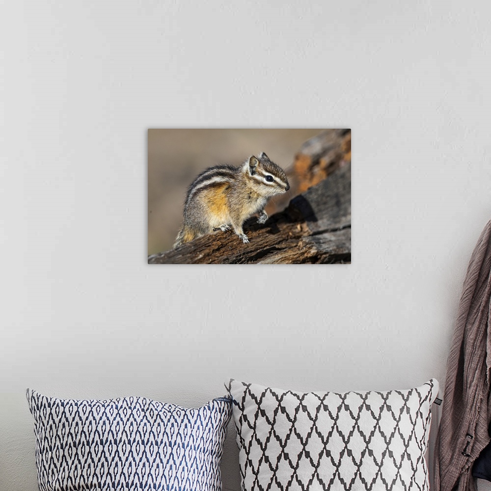 A bohemian room featuring Yellowstone National Park, portrait of a chipmunk.