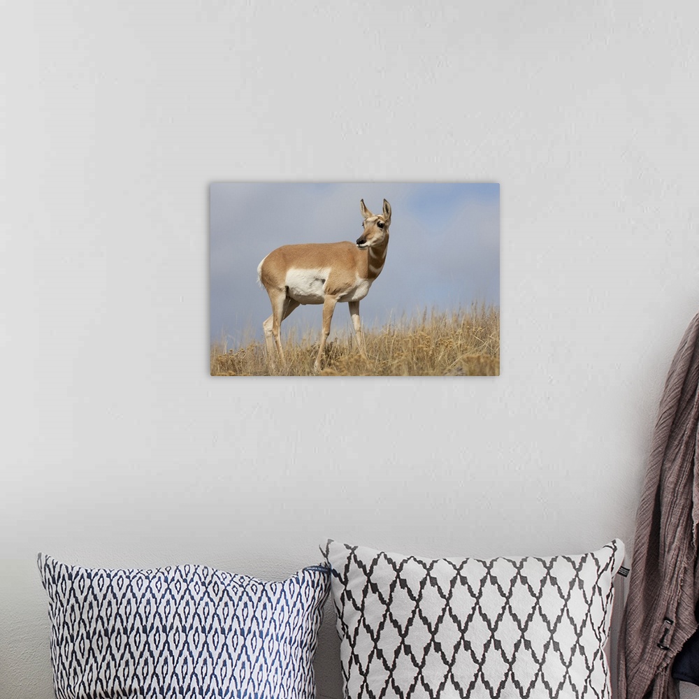 A bohemian room featuring Yellowstone National Park, portrait of a female pronghorn antelope.