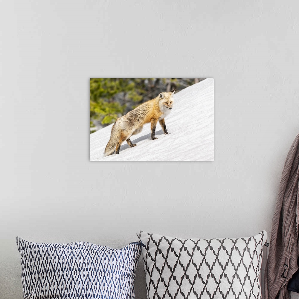 A bohemian room featuring Yellowstone National Park, red fox in its spring coat walking through melting snow.