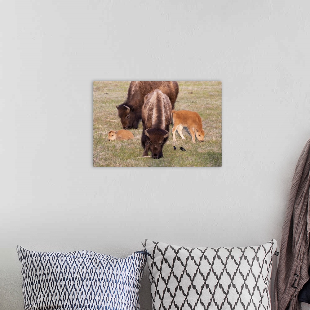 A bohemian room featuring Yellowstone National Park. Two bison cows grazing with their young calves nearby.