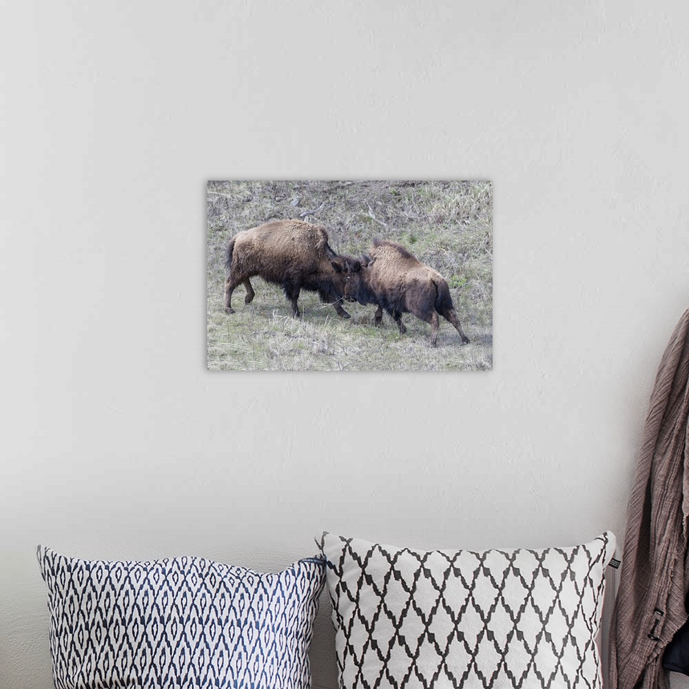 A bohemian room featuring Yellowstone National Park. Two young bison playing fight.