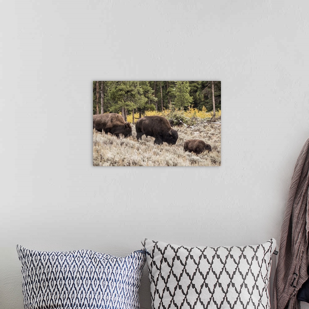 A bohemian room featuring Yellowstone National Park, Wyoming, USA. Bison family walking in Lamar Valley.