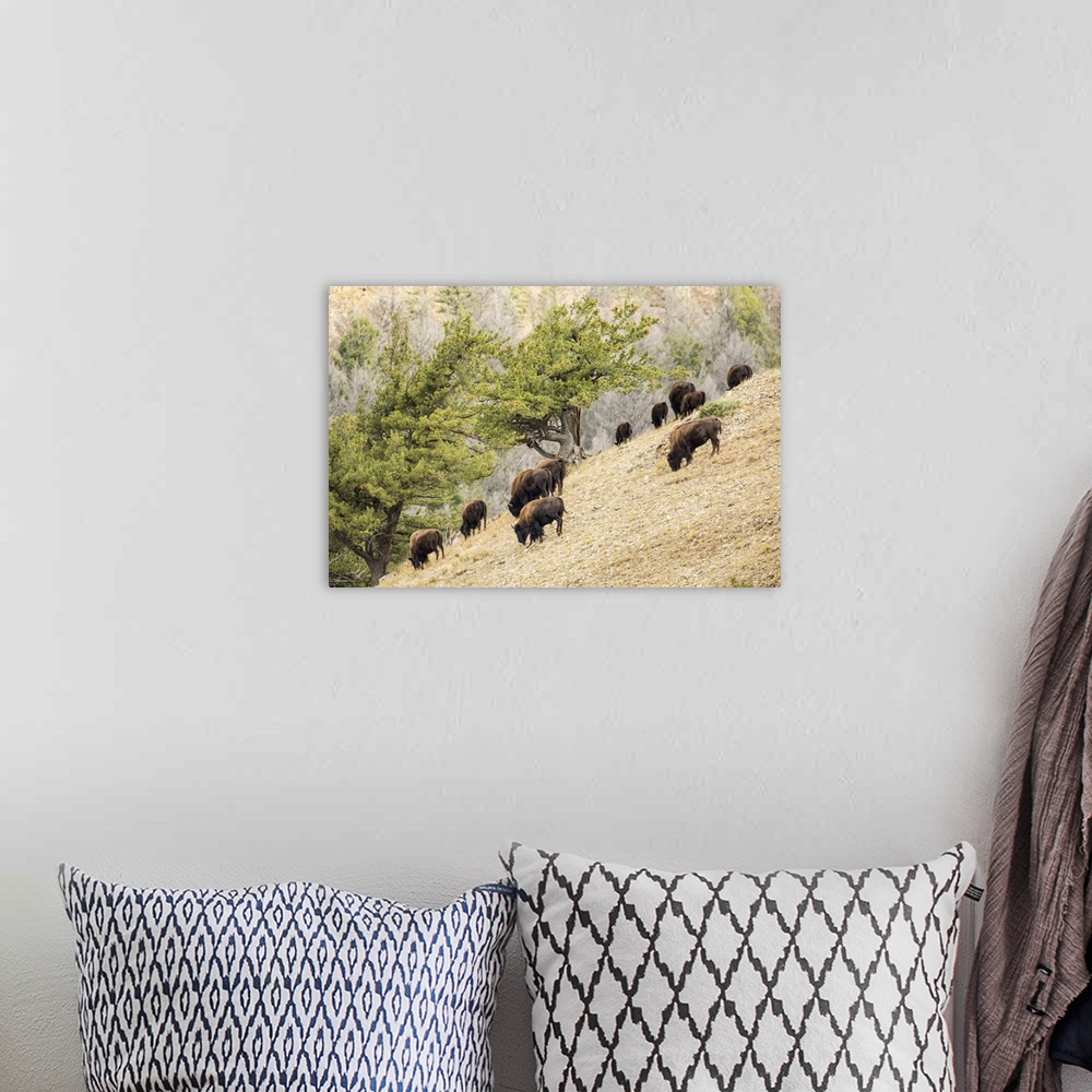 A bohemian room featuring Yellowstone National Park, Wyoming, USA. Bison herd grazing on a steep hillside above Pebble Cree...