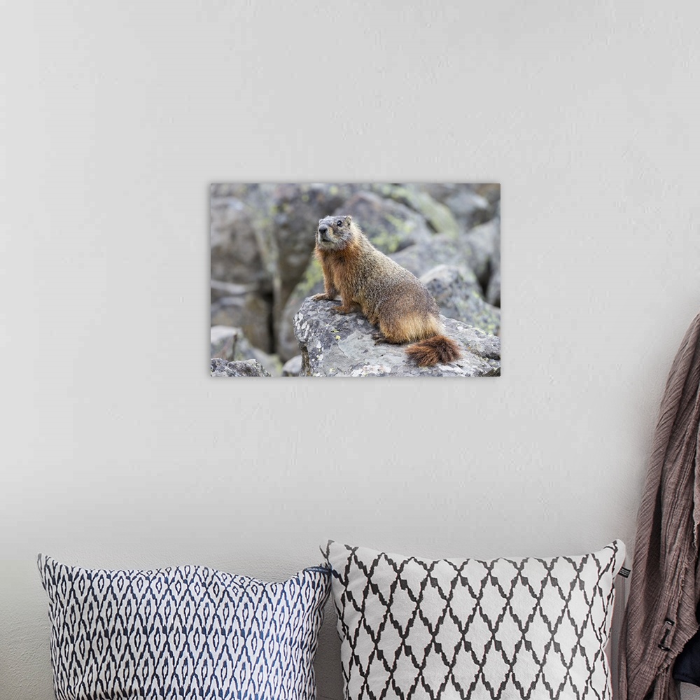 A bohemian room featuring Yellowstone National Park, yellow-bellied marmot posing on a rock.