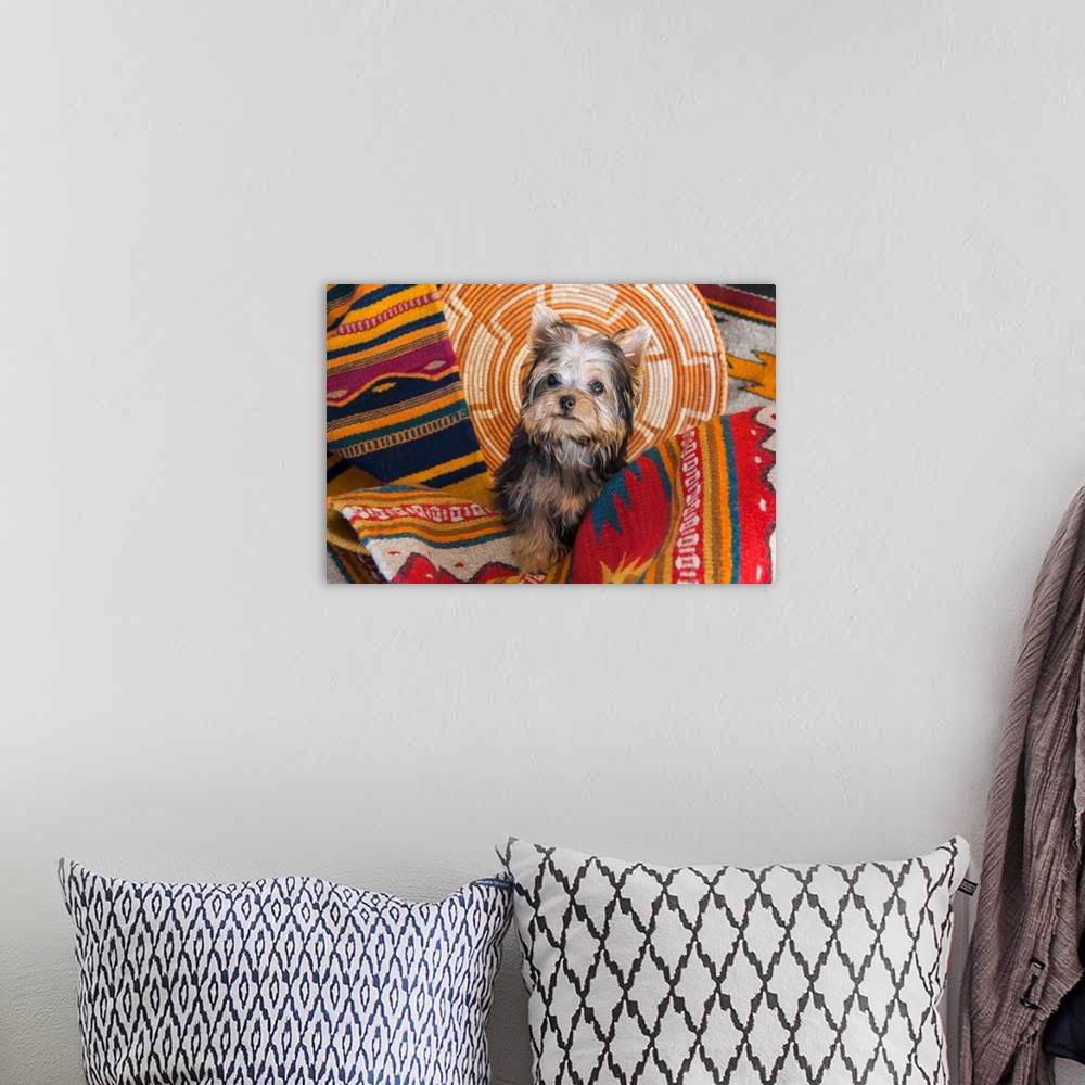 A bohemian room featuring Yorkshire Terrier sitting on Southwestern blankets