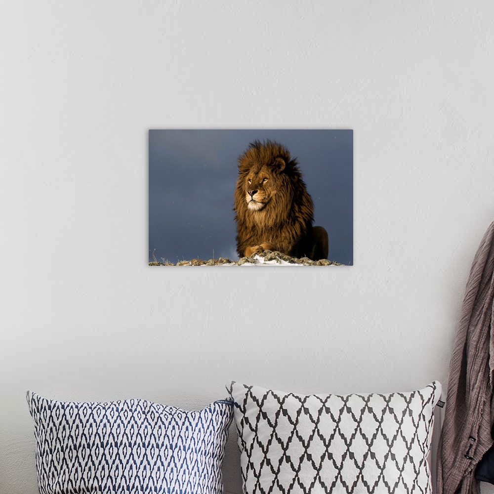 Barbary Lion With Approaching Snow Storm Wall Art, Canvas Prints