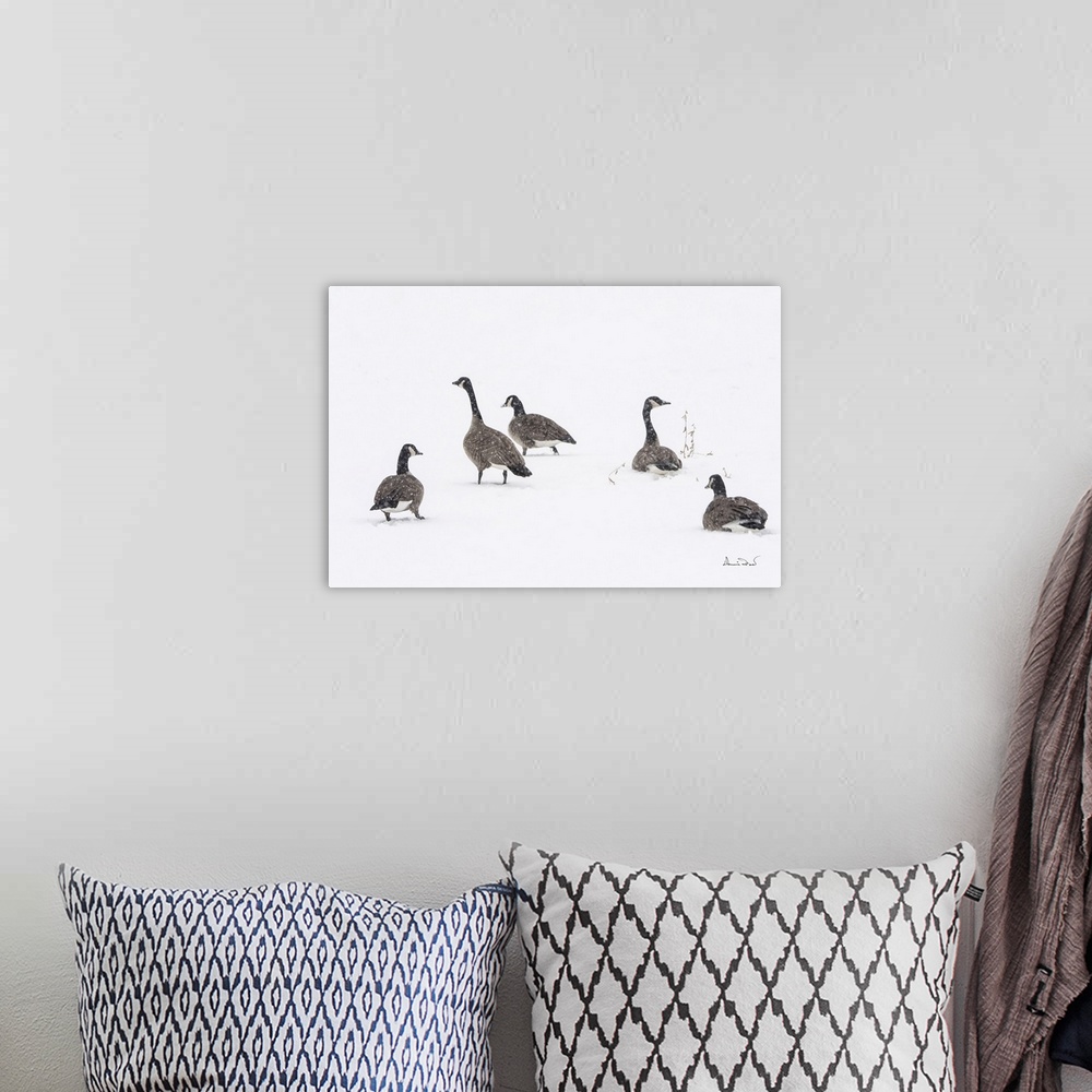 A bohemian room featuring Canada geese resting in a snowstorm and fog in Ontario, Canada.