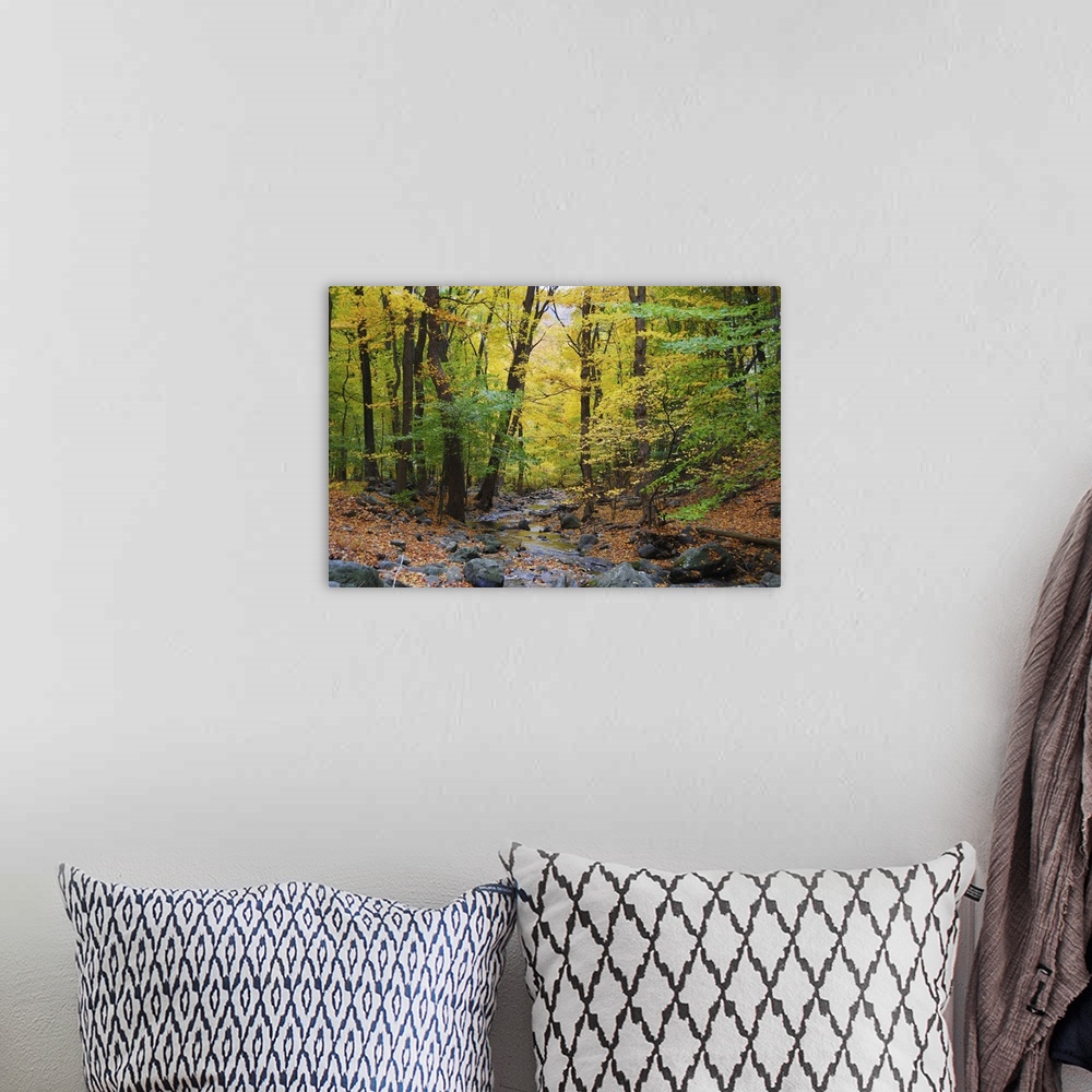 A bohemian room featuring Autumn woods with yellow maple trees and creek with rocks and foliage in mountain.