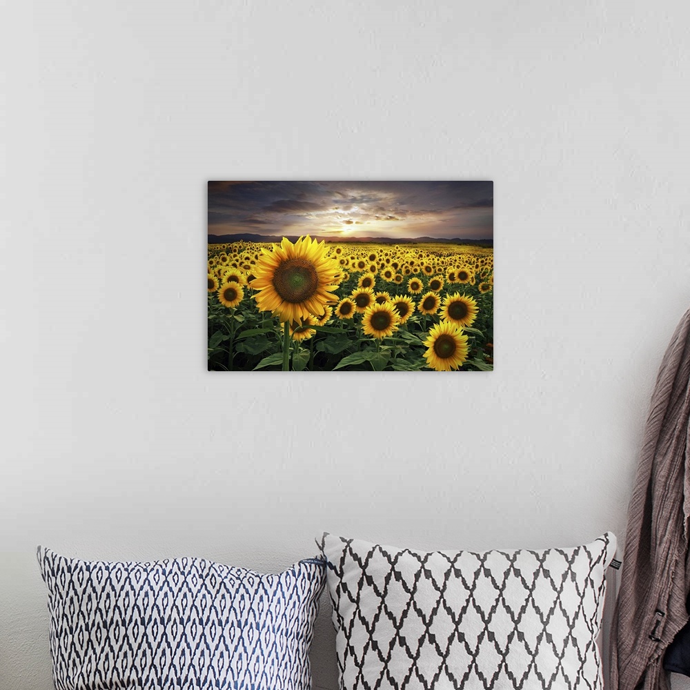 A bohemian room featuring A huge field of sunflowers during a beautiful sunset.