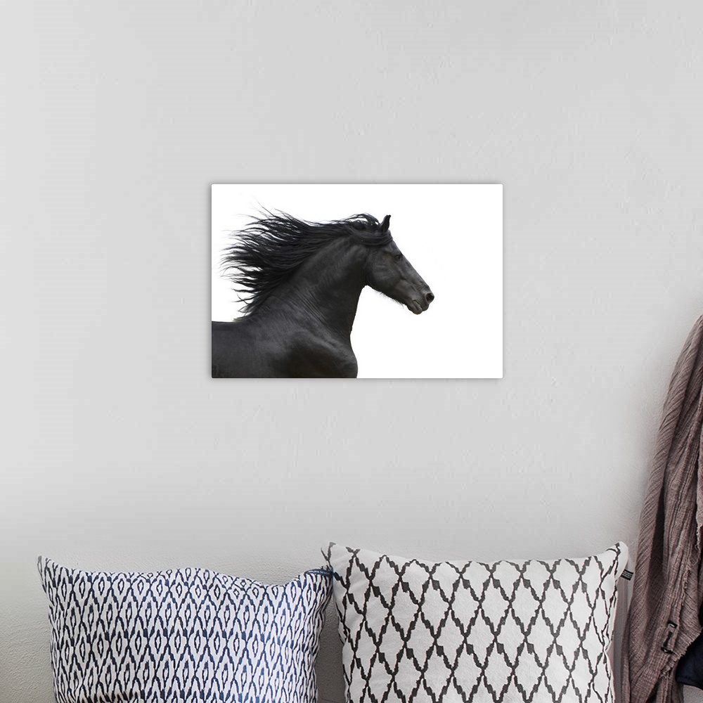 A bohemian room featuring Portrait of galloping Friesian horse on white background.