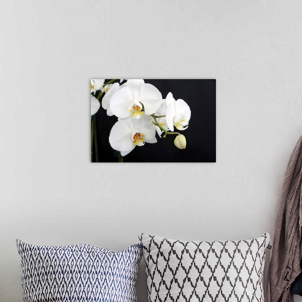 A bohemian room featuring Beautiful white Phalaenopsis orchid on black background.