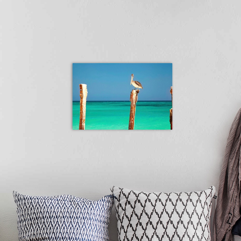 A bohemian room featuring Aruba, Druif Beach, Pelican on pylon