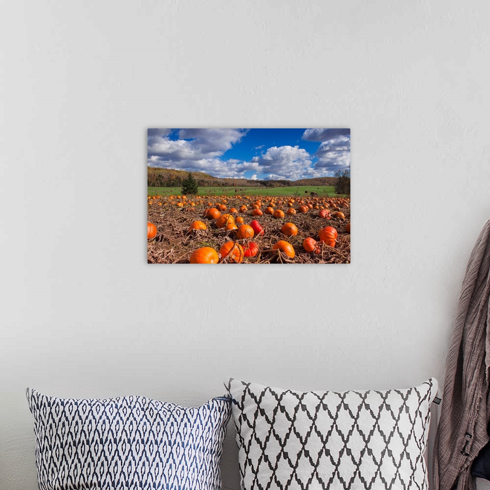A bohemian room featuring Canada, Quebec, Hautes Laurentides, field of Pumpkins