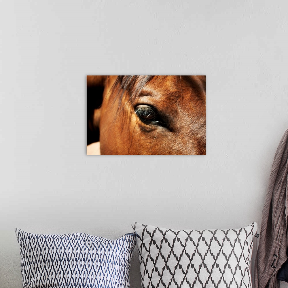A bohemian room featuring Close-up of horse
