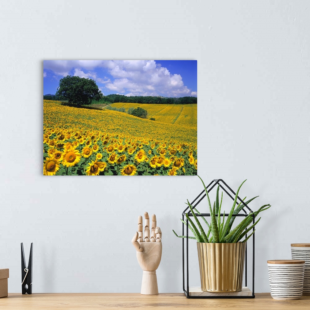 A bohemian room featuring Italy, Umbria, Sunflower field, Helianthus