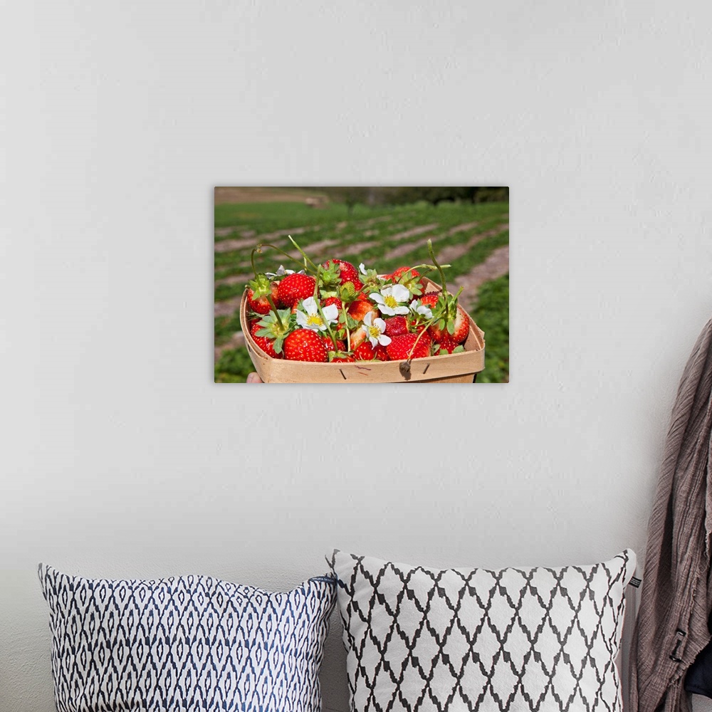 A bohemian room featuring New York, Farm Strawberries