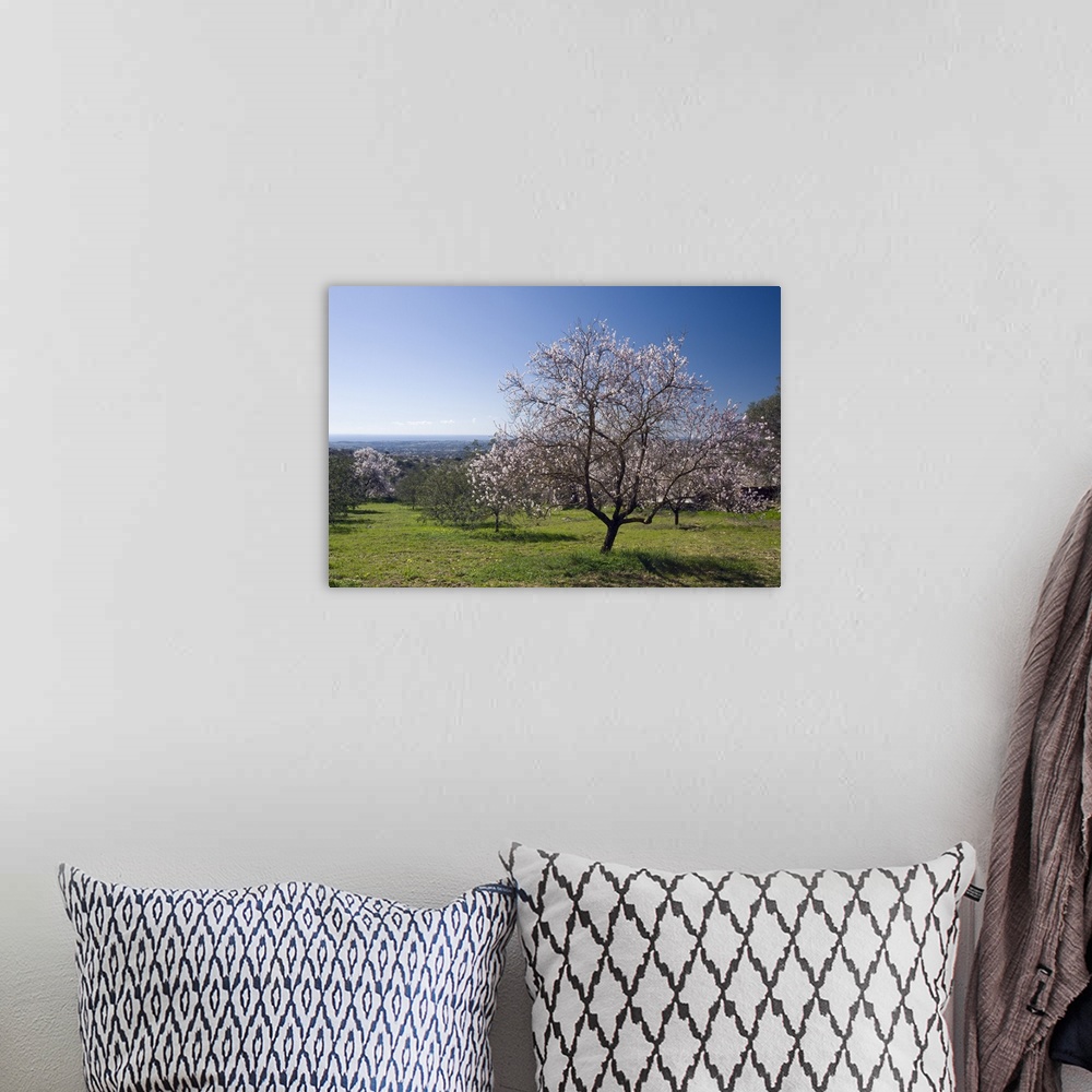 A bohemian room featuring Portugal, Faro, Algarve, Loule, Almond orchard with trees in flower in Spring