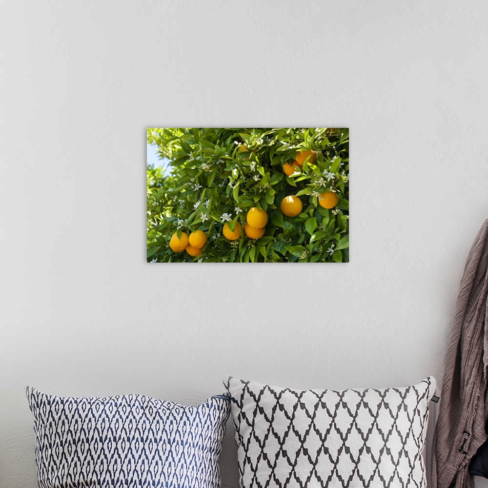 A bohemian room featuring Portugal, Faro, Silves, Oranges and blossom on a tree in an Algarve orange grove