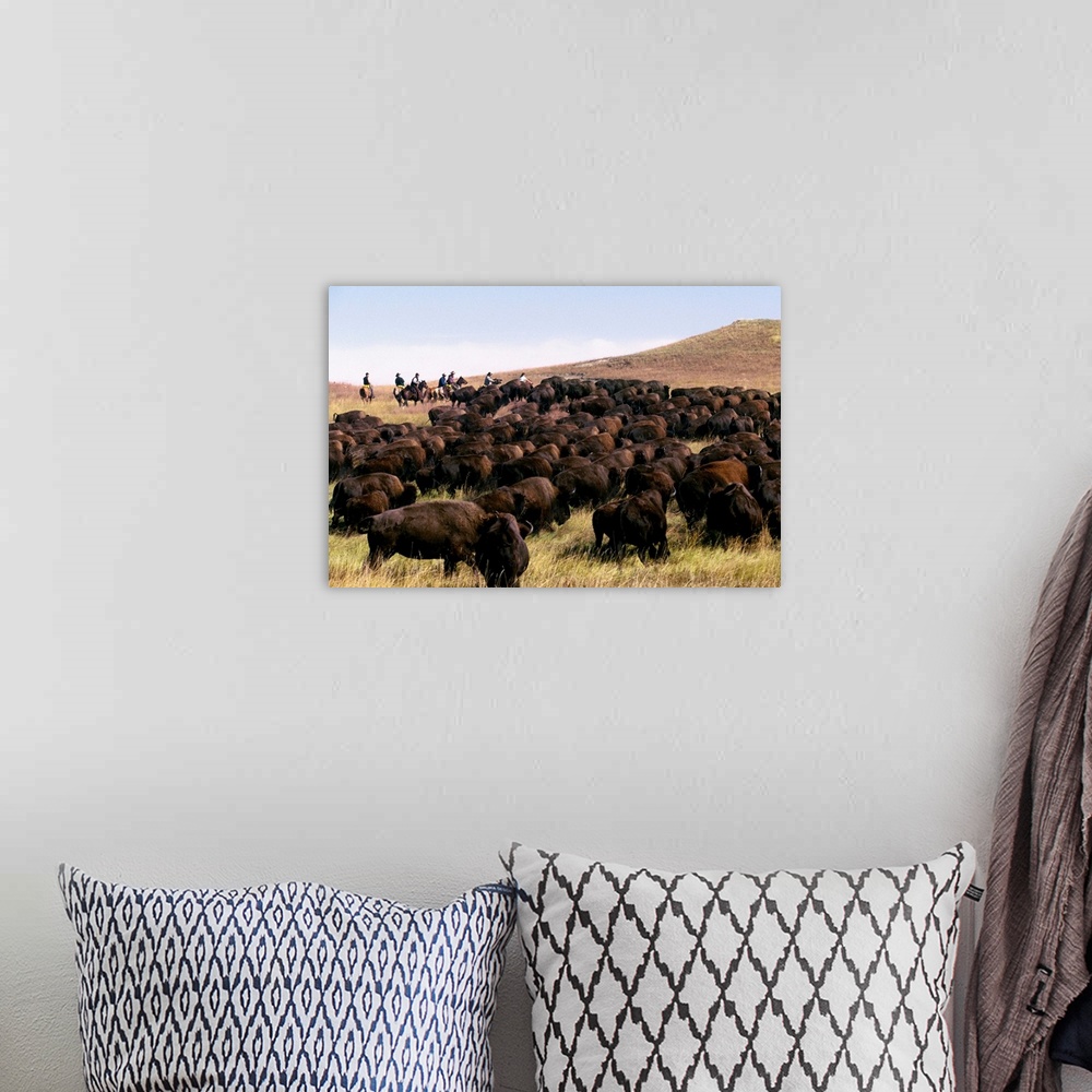 A bohemian room featuring South Dakota, Black Hills, Custer State Park, Buffalo Roundup
