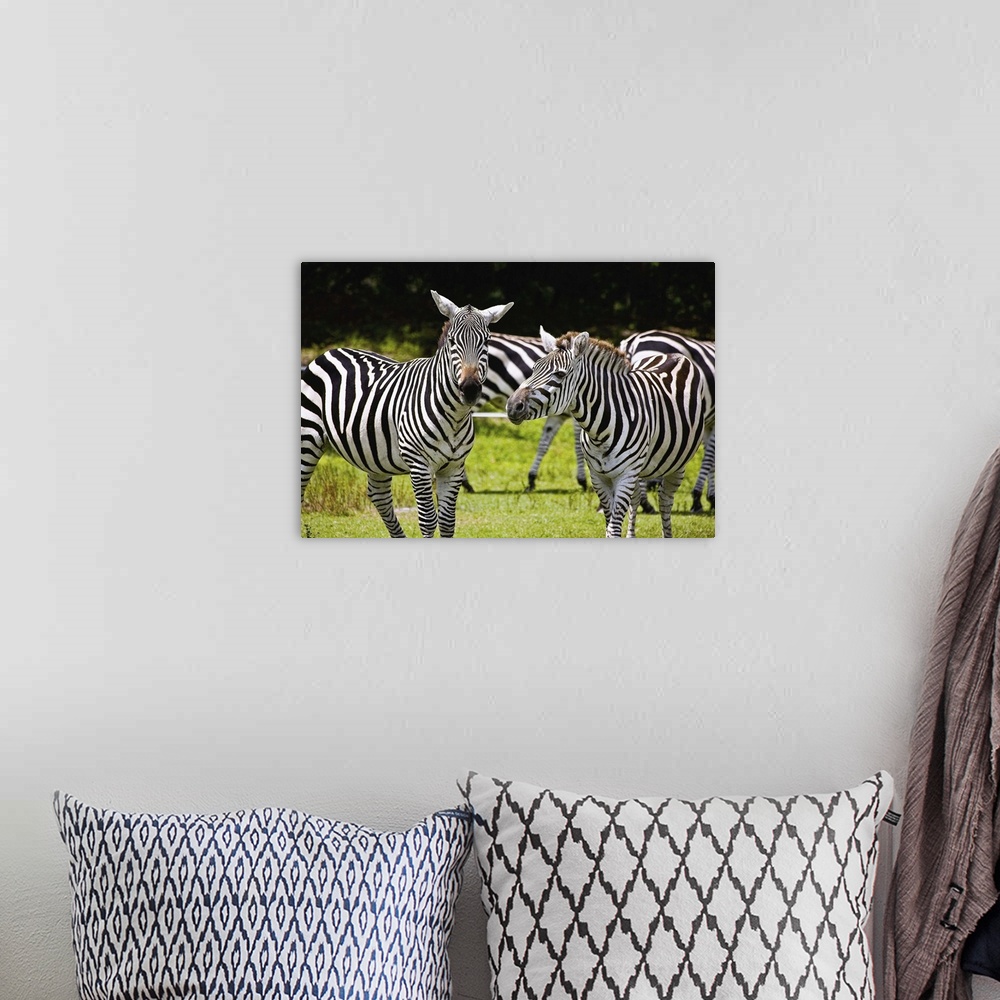 A bohemian room featuring Zebra