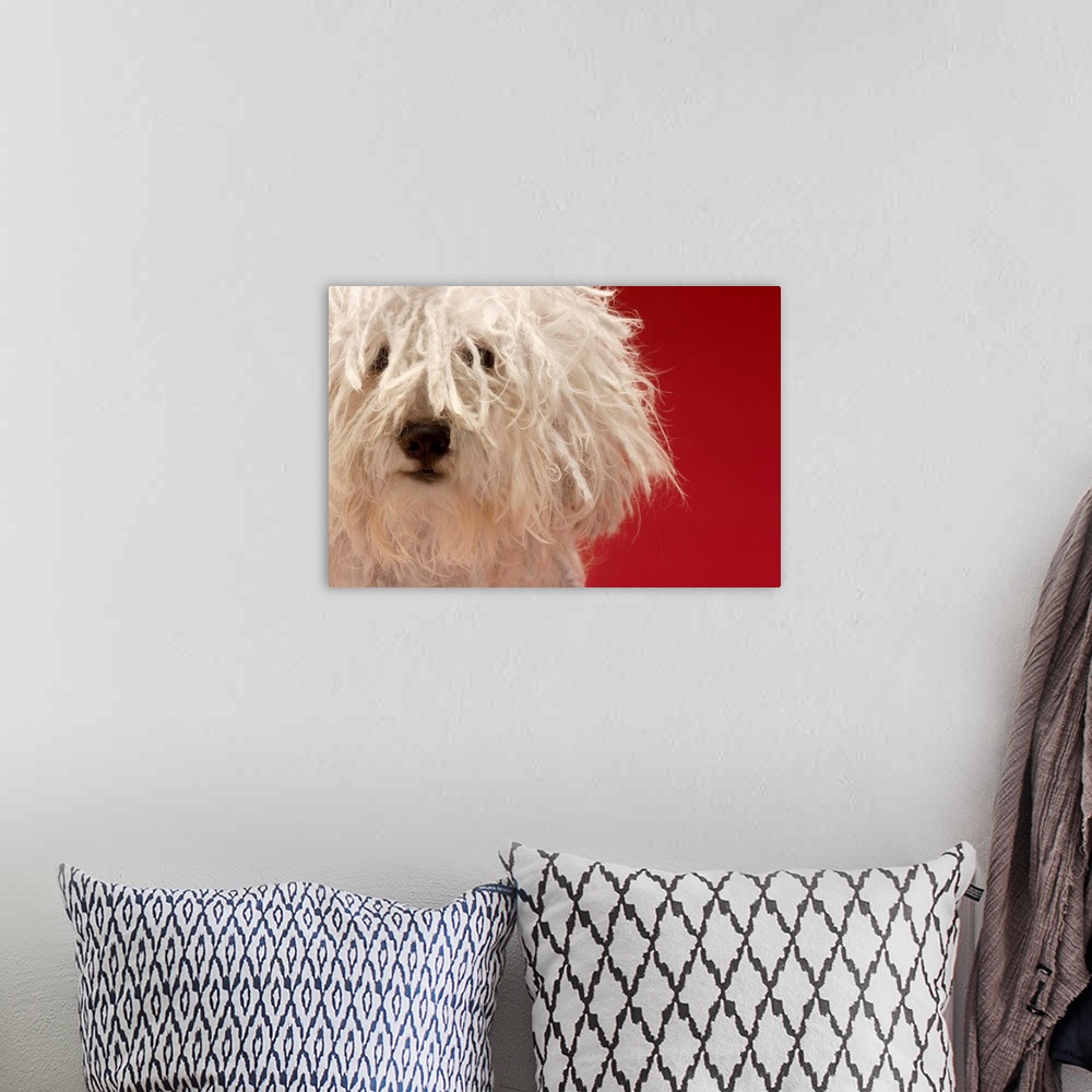 A bohemian room featuring Cute Komondor Dog, Close-Up