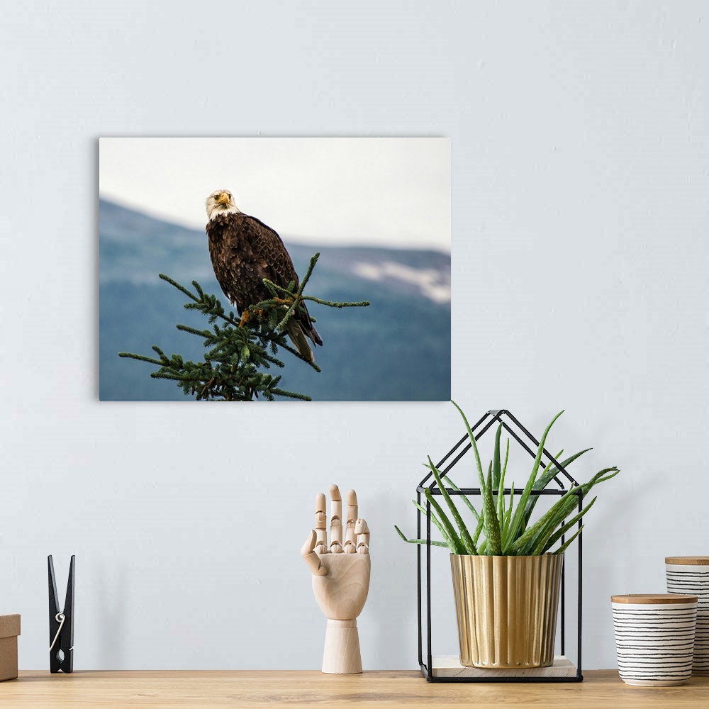 A bohemian room featuring Wildlife photograph of a bald eagle on top of a pine tree with a silhouetted mountain in the dist...
