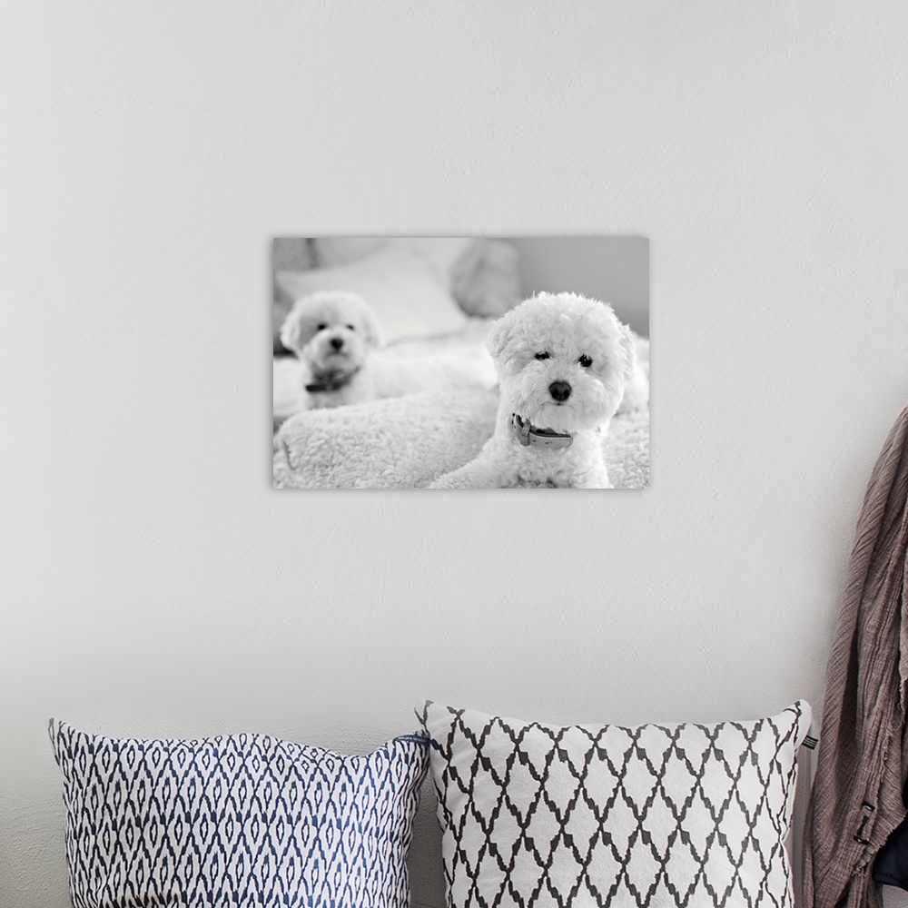 A bohemian room featuring Bichons, Black and White