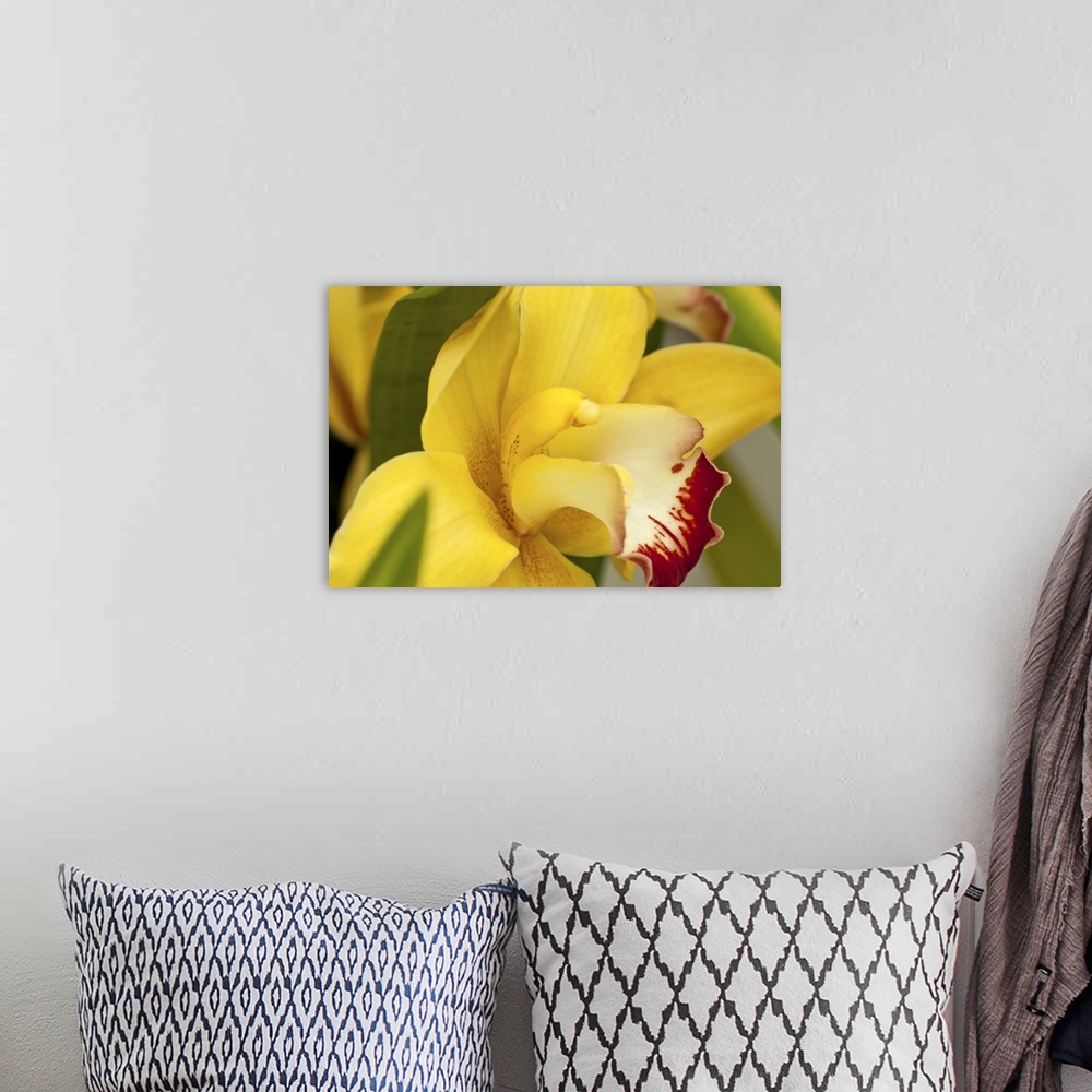A bohemian room featuring Lemon Colord Orchid with Red Lips Showing Green Leaves