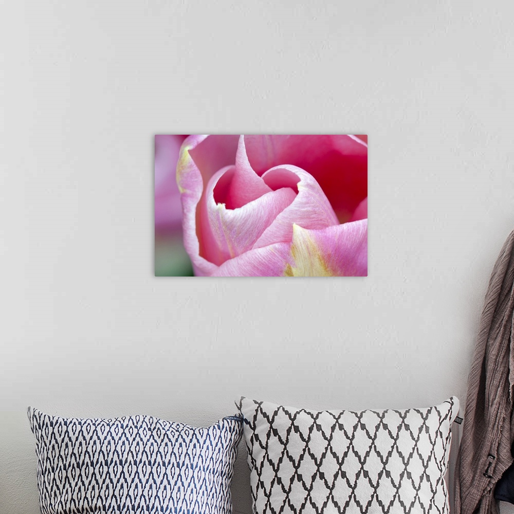 A bohemian room featuring Pink Tulip I