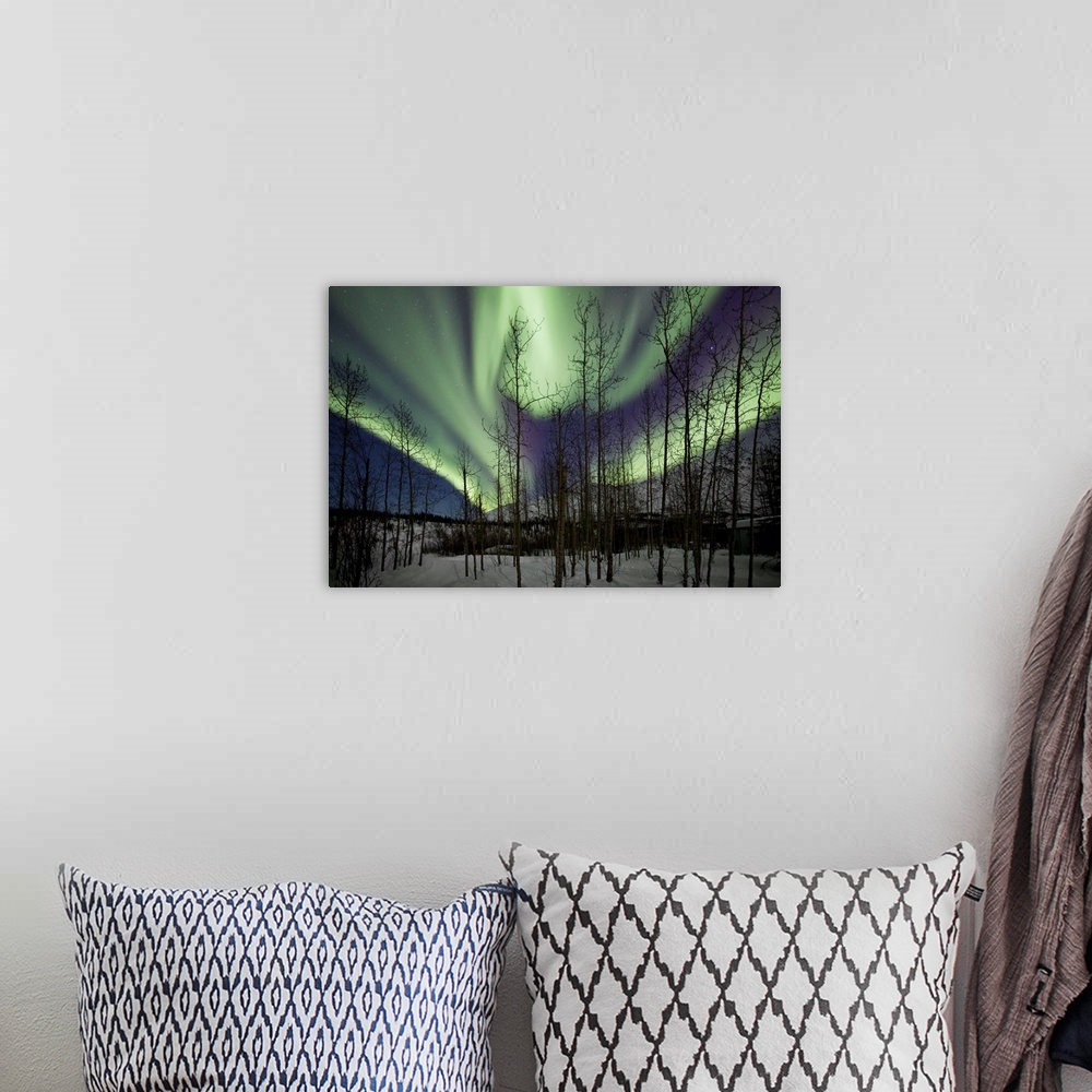 A bohemian room featuring Silhouetted trees and aurora borealis band