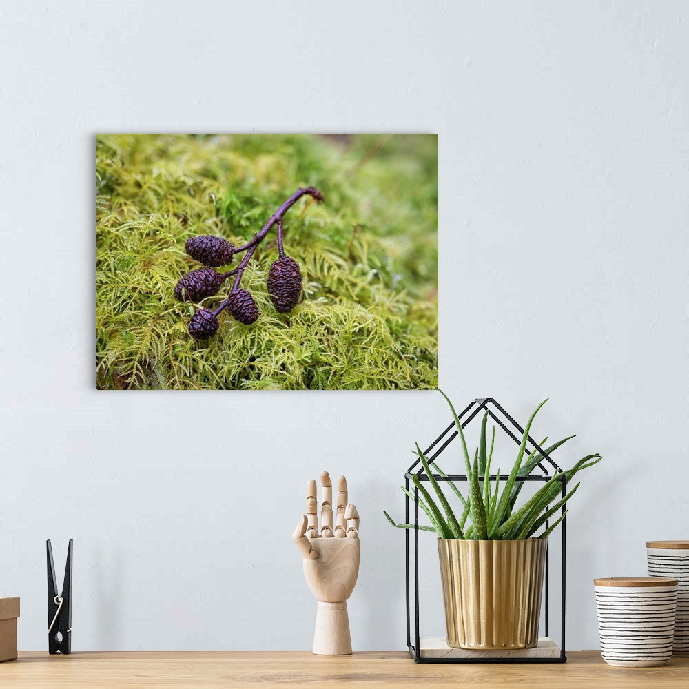A bohemian room featuring Tiny Alder Cones on Fern Moss