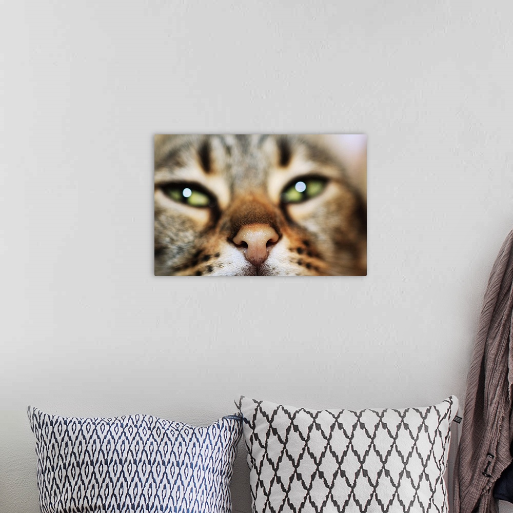 A Cat's Face Wall Art, Canvas Prints, Framed Prints, Wall Peels | Great ...