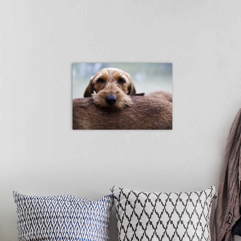 A bohemian room featuring Portrait of a brown dachshund dog.