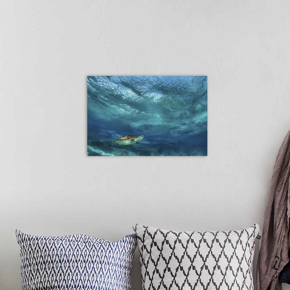 A bohemian room featuring Sea turtle near the surface in bad weather.