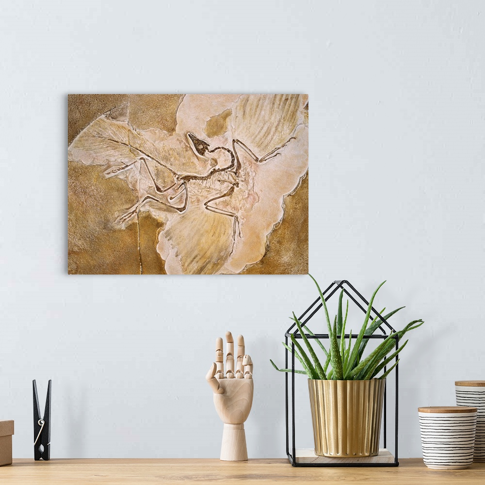 A bohemian room featuring Archaeopteryx Lithographica Fossil