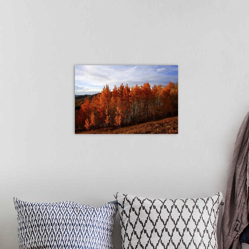 A bohemian room featuring Aspen trees in fall colors, Colorado