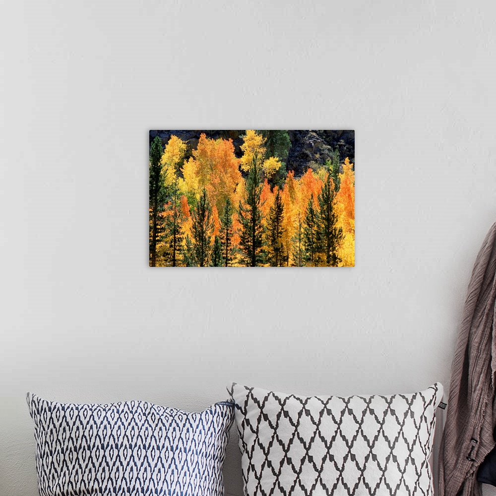 A bohemian room featuring Autumn trees
