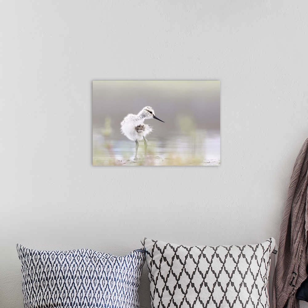 A bohemian room featuring Baby Avocet.