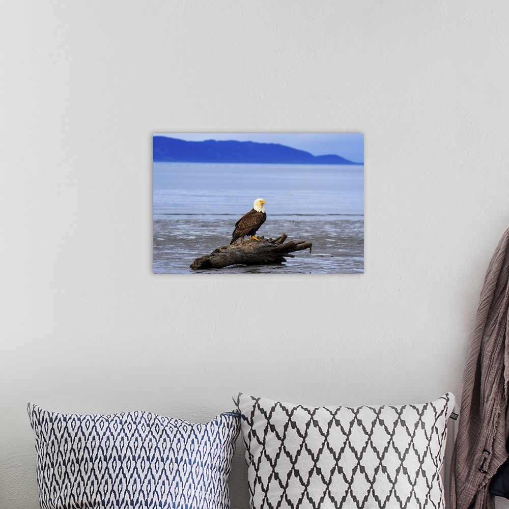 A bohemian room featuring Bald eagle resting on Bishops Beach in Homer Alaska, USA.