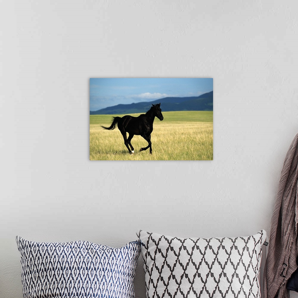 A bohemian room featuring Black stallion running in meadow
