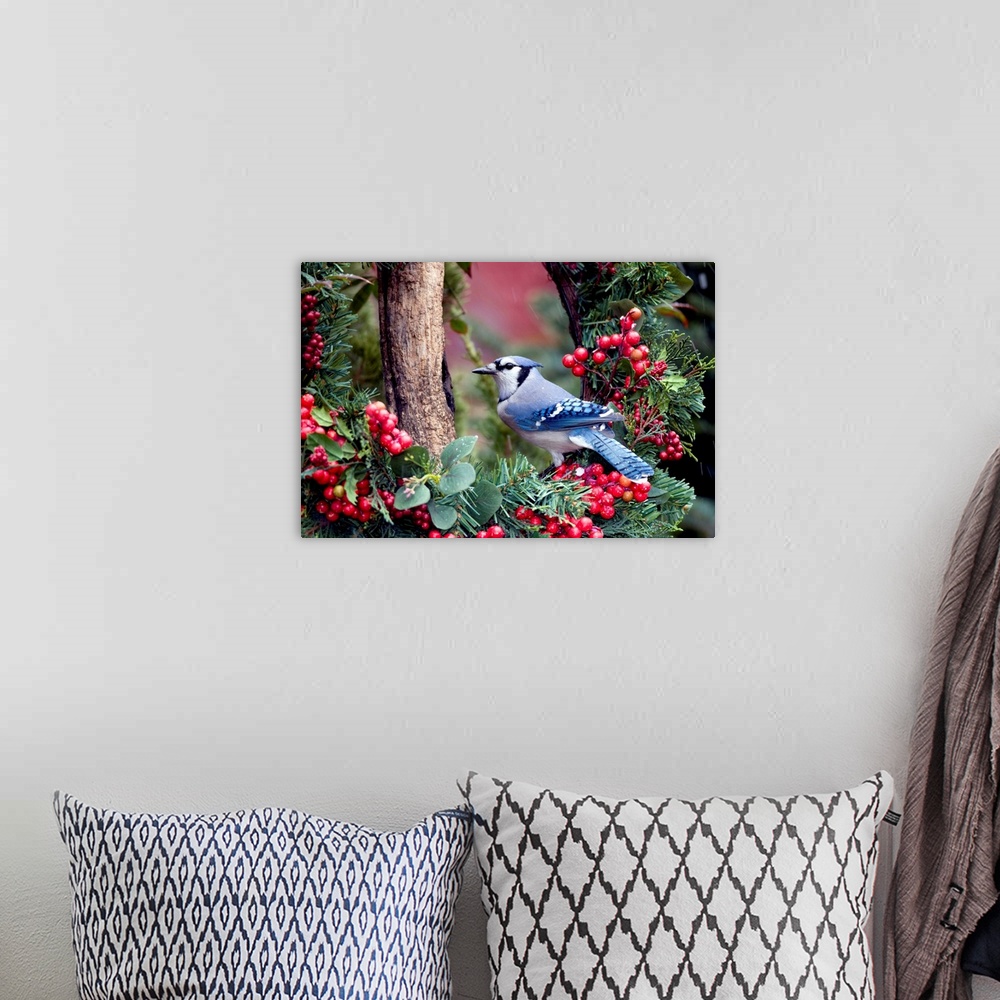 A bohemian room featuring Blue Jay