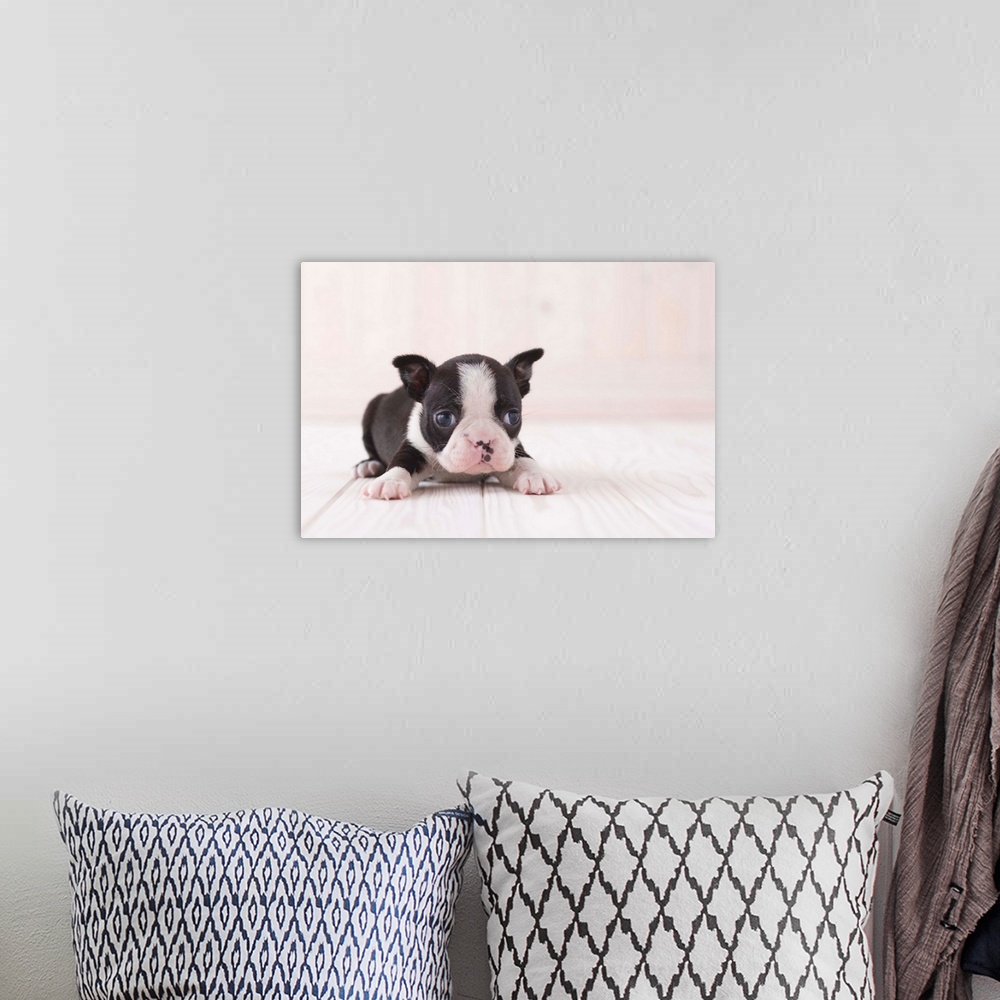 A bohemian room featuring Boston terrier lying down
